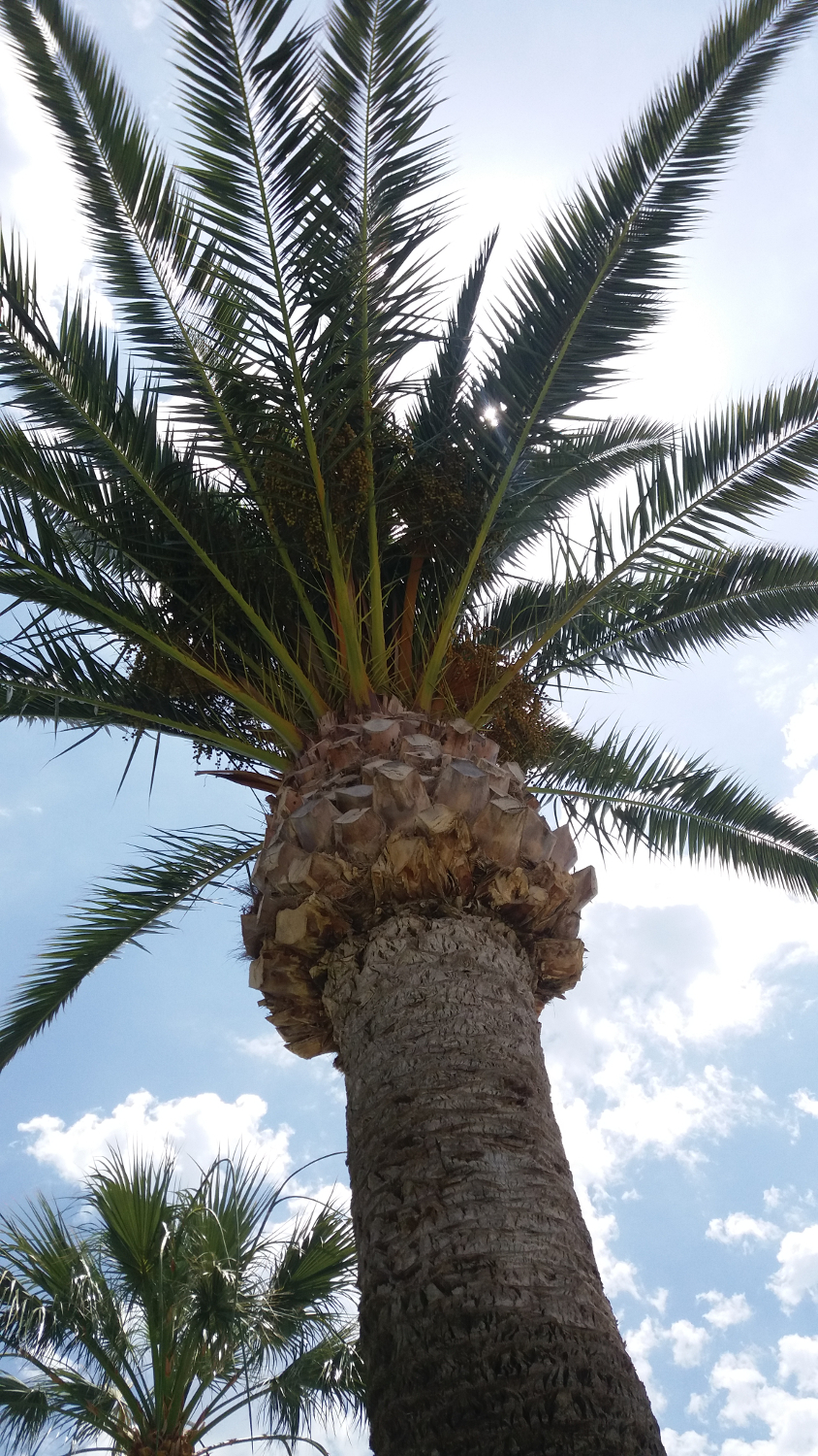 En palm i vårt område Riviera Playa